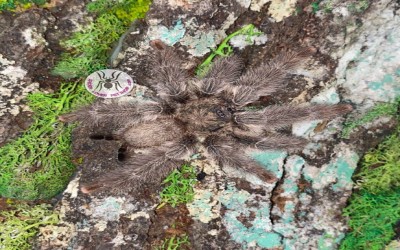 Psalmopoeus pulcher Mature male tarantula